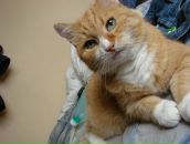 Фотография Ван-Заама Александра