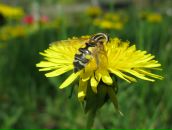 Павло Балтаєв фотография #9 (источник - https://vk.com/id5781749)