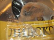 Иван Родыгин фотография #35 (источник - https://vk.com/id18281098)