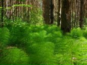 Евгений Евсеев фотография #12 (источник - https://vk.com/id1179546)