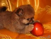 Фотография Тимохиной Аньки