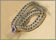 Фотография Силуянова Владимира