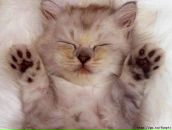 Фотография Поликарповой Анюты