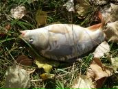 Іван Алмаші фотография #44 (источник - https://vk.com/id89643469)