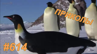 Приколы декабрь 2019 №614