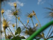 Фотография Пикулевич Надежды