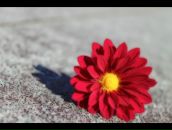 Фотография Йеничери Веры