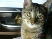 Фотография Степоненаса Эдуардаса