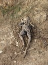 Дзьмітрук Малачоускі фотография #17 (источник - https://vk.com/id4247727)