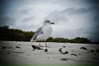 Дмитрий Кулешов фотография #31 (источник - https://vk.com/id1010914)