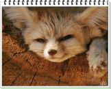 Фотография Fox Lex-Rex