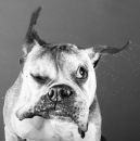 Felix Kozanoğlu фотография #20 (источник - https://vk.com/id140781515)