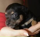 Фотография Сокол Полины