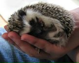 Фотография Суриковой Ани