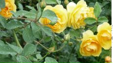 Фотография Блохиной Алены