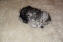 Кот Салтыков фотография #9 (источник - https://vk.com/id82408447)