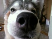 Фотография Дядич Светланы