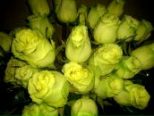 Фотография Мусатовой Натальи