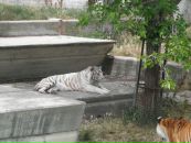 Надя Кіданецька фотография #25 (источник - https://vk.com/id103553217)