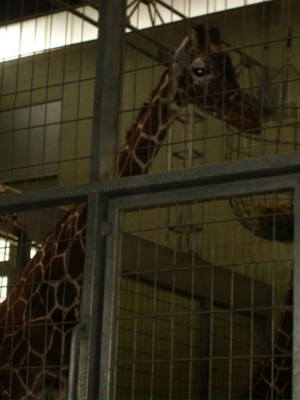 Ирина Лукс фотография #45