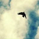 І Крапка фотография #1