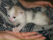 Фотография Птенчик Джейн