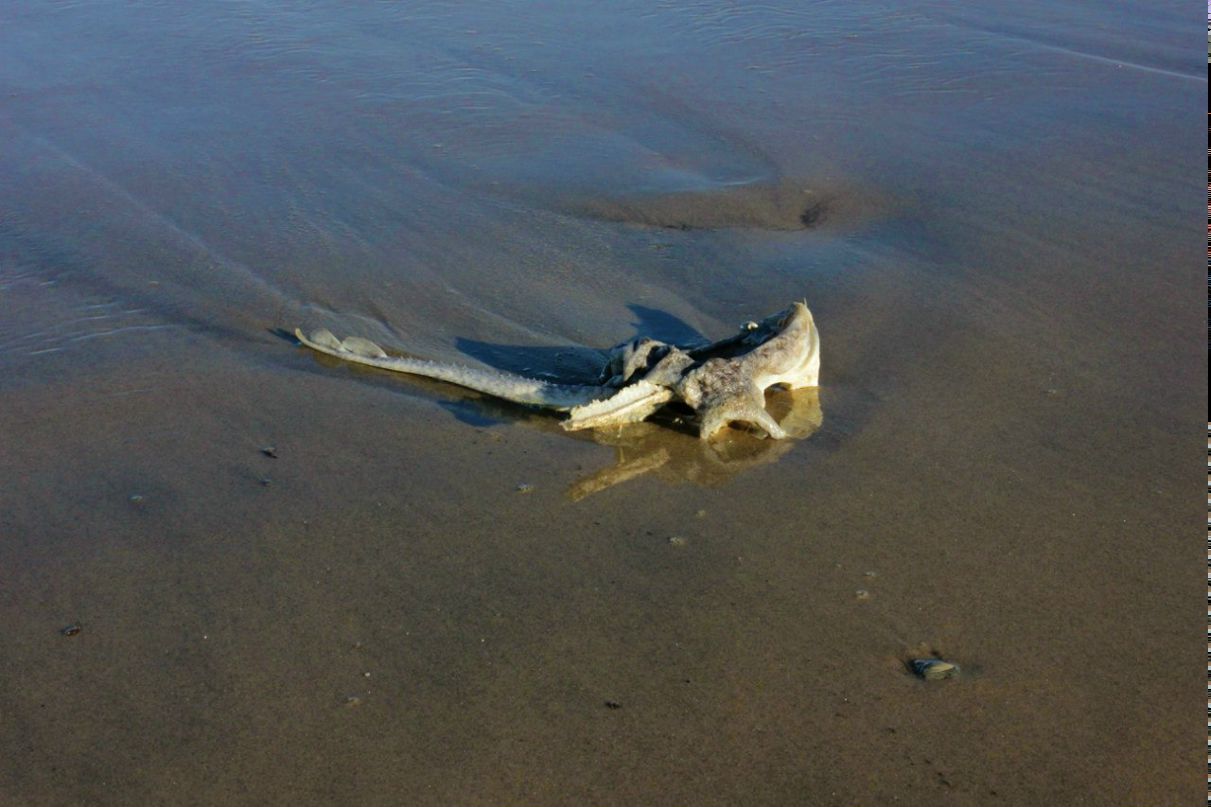 Глеб Петров фотография #31